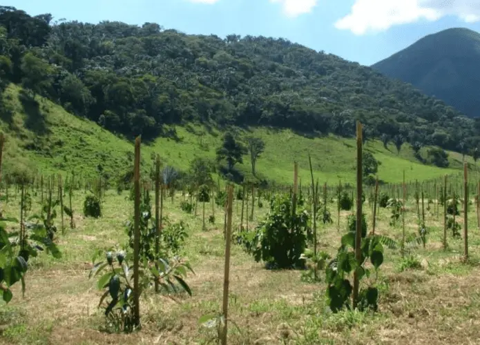 Restauração florestal: nova técnica acelera crescimento de árvores nativas da Mata Atlântica