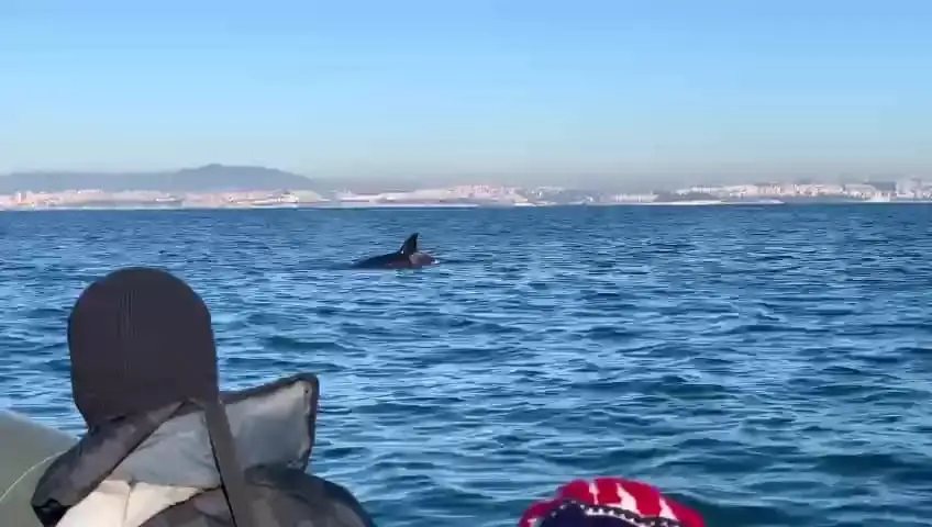 Orca com cerca de 7 metros avistada a sul do Bugio
