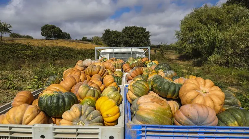 ​Preços mundiais dos bens alimentares caíram 13,7% em 2023