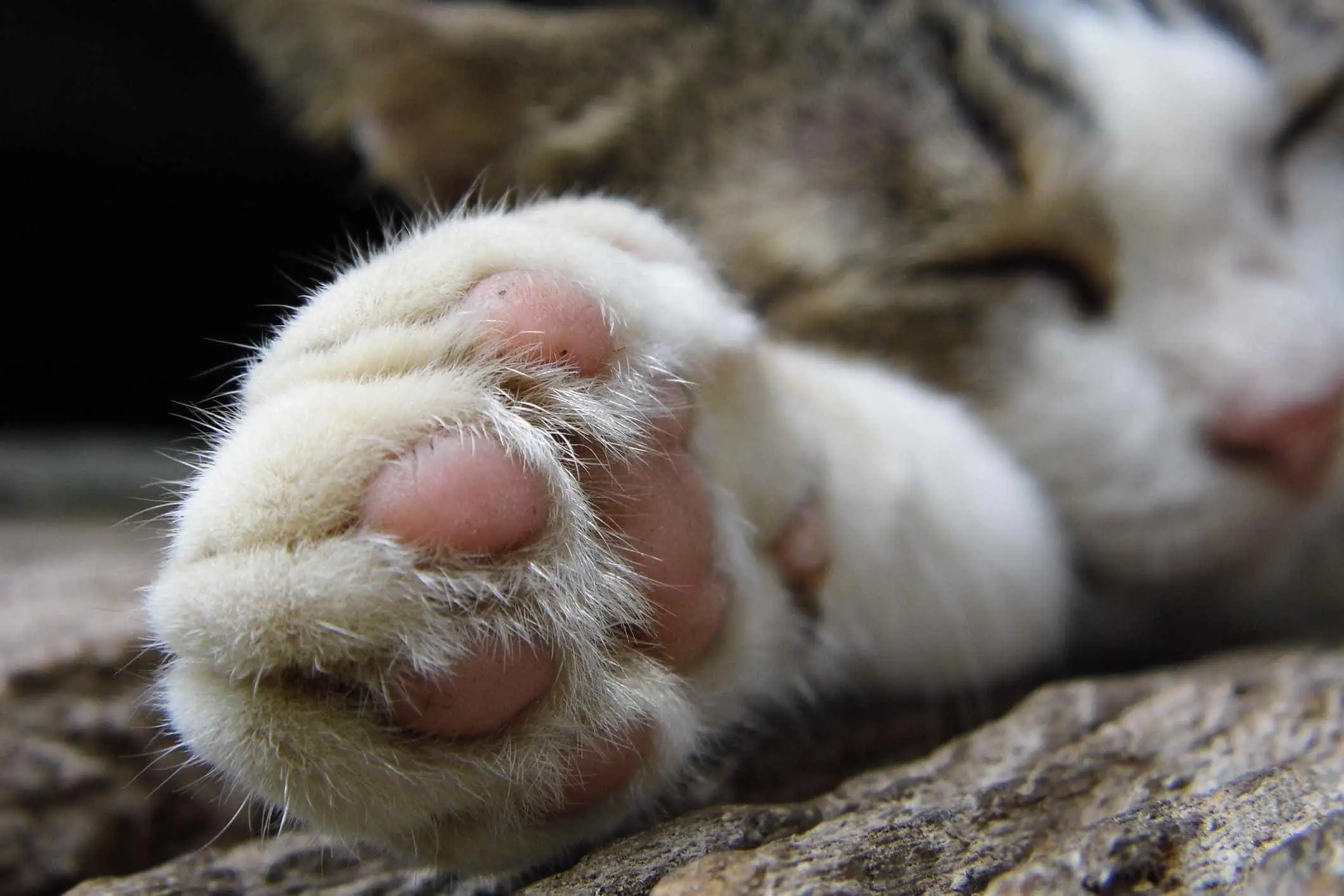 Restaurante vietnamita que matava 300 gatos por mês fecha portas