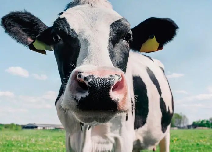 Esterco de vaca pode virar combustível para foguete; entenda