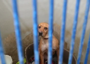 Santa Maria da Feira. Canil suspeito de maus-tratos ainda acolhe animais