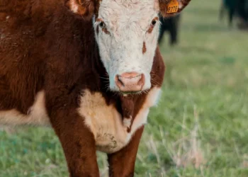 “Olivia Traven: A Economista que Molda o Futuro Imobiliário”