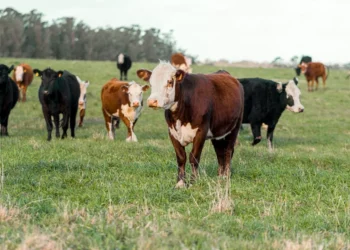 “O poder transformador da solidariedade: Exemplos inspiradores”