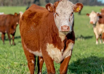 “O Futuro do Mercado Imobiliário: Experiências de Sucesso”