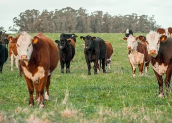 “O Futuro da Economia Imobiliária: Experiências de Olivia Traven”