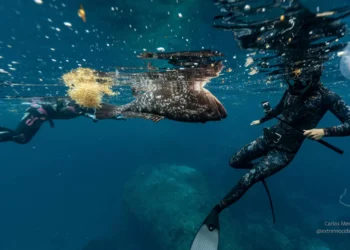 Nodavirus ameaça meros em França e Espanha. Açores com o mesmo problema?