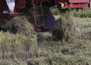 Produtores de arroz apontam perdas de 30 milhões e pedem soluções