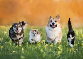 Animais de diferentes espécies podem conversar entre si?