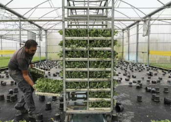 Preço da produção agrícola sobe na UE e recua em Portugal no 4.º trimestre de 2024