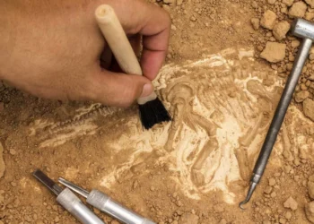 Não havia declínio dos dinossauros antes do asteroide que os exterminou