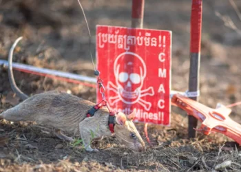 Rato entra para o Guinness após encontrar 109 minas terrestres