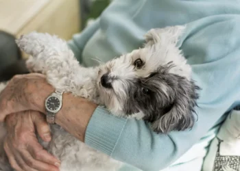 Pets reduzem solidão e promovem a saúde, aponta estudo