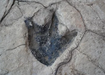Dinossauro misterioso de 150 milhões de anos é encontrado