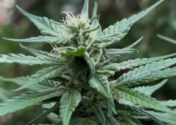 Especialistas propõem dezenas de alterações às regras de uso medicinal da cannabis à Anvisa