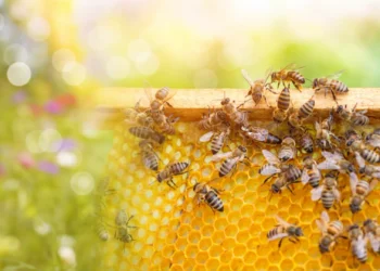 A razão por que não deve colocar mel em bebidas quentes