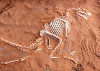 Como fósseis de dinossauros podem ajudar no combate ao câncer