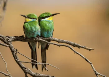 Por que as aves e crocodilos sobreviveram ao asteroide, mas não os dinossauros?