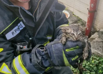 Bombeiros resgatam gatos bebés em Baguim do Monte após alerta de popular