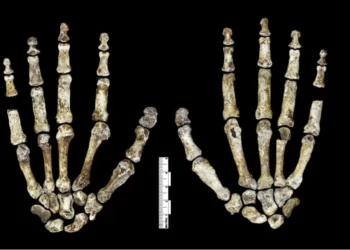 Misterioso, Homo naledi seria ótimo escalador, diz pesquisa