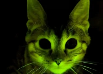 O dia em que cientistas fizeram gatos brilharem contra a AIDS