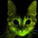 O dia em que cientistas fizeram gatos brilharem contra a AIDS