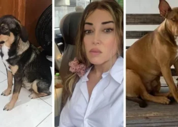 Mulher Abacaxi oferece R$ 5 mil em recompensa para quem ajudar a encontrar cachorras desaparecidas