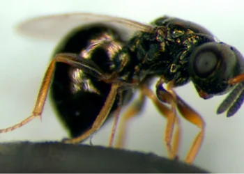 Este inseto aprendeu a controlar seu próprio envelhecimento – e pode nos dar dicas