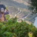 Viticultores do Douro. Governo garante apresentar em breve soluções estruturais