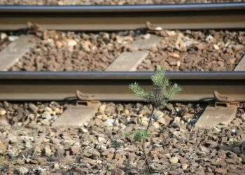 Cascais, Lisboa e Oeiras concordam com gestão conjunta de linha ferroviária