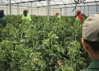 ​Empresários da ACEGE querem mais regulação na imigração