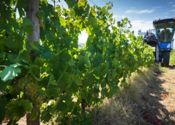 Alentejo “estupefacto” e “em choque” com apoio do Governo a viticultores do Douro