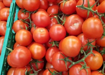 Portugal foi o terceiro maior produtor de tomate da UE em 2024