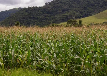 Safra 2025 alcançará 341,9 milhões de toneladas e será 16,8% maior do que a de 2024, diz IBGE