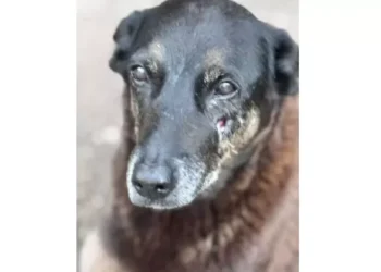 Entenda o que aconteceu com o ‘cão Orelha’, morto por adolescentes em SC