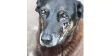 Entenda o que aconteceu com o ‘cão Orelha’, morto por adolescentes em SC