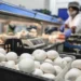 CUGA estima produzir 6,5 mil toneladas de cogumelos frescos e faturar 24 milhões de euros em 2026