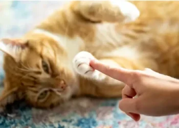 Dia Mundial do Gato ganha novo significado em tempos de alerta contra maus-tratos